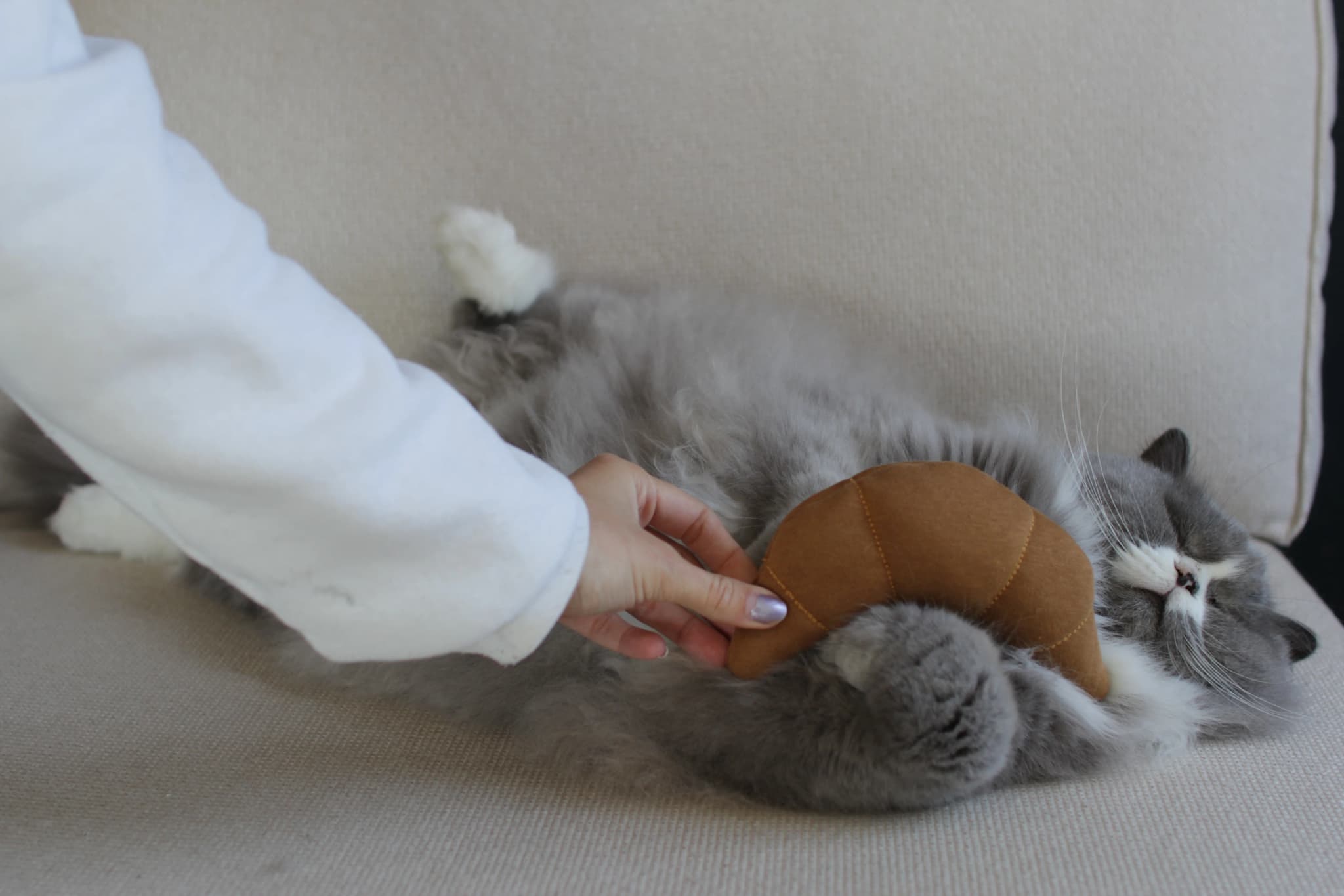 Pookie with Le Croissant