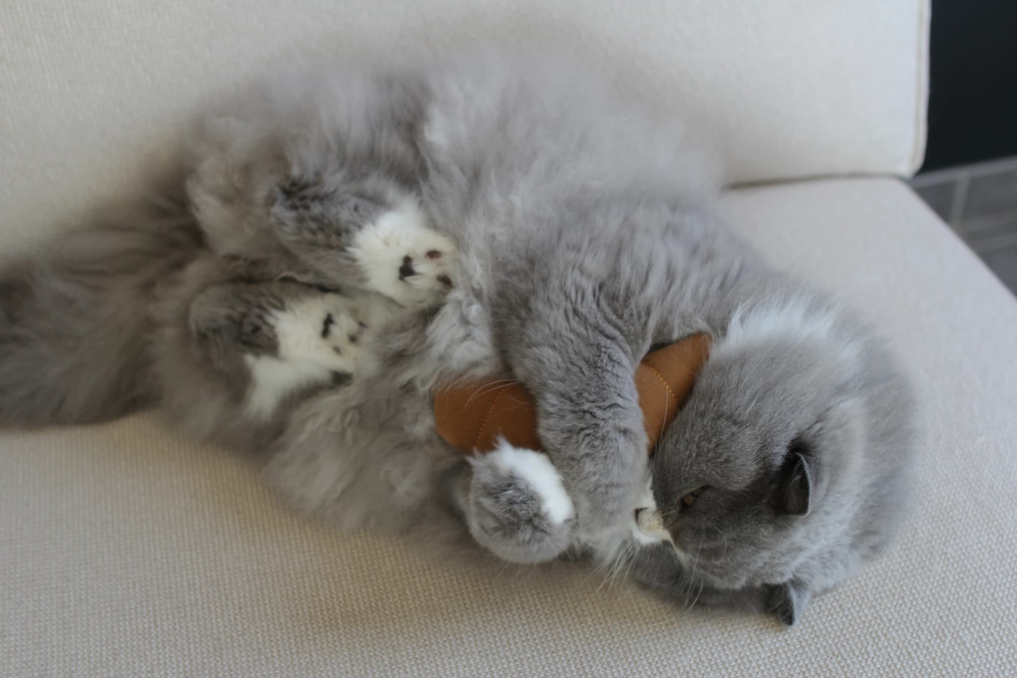 Pookie with Le Croissant