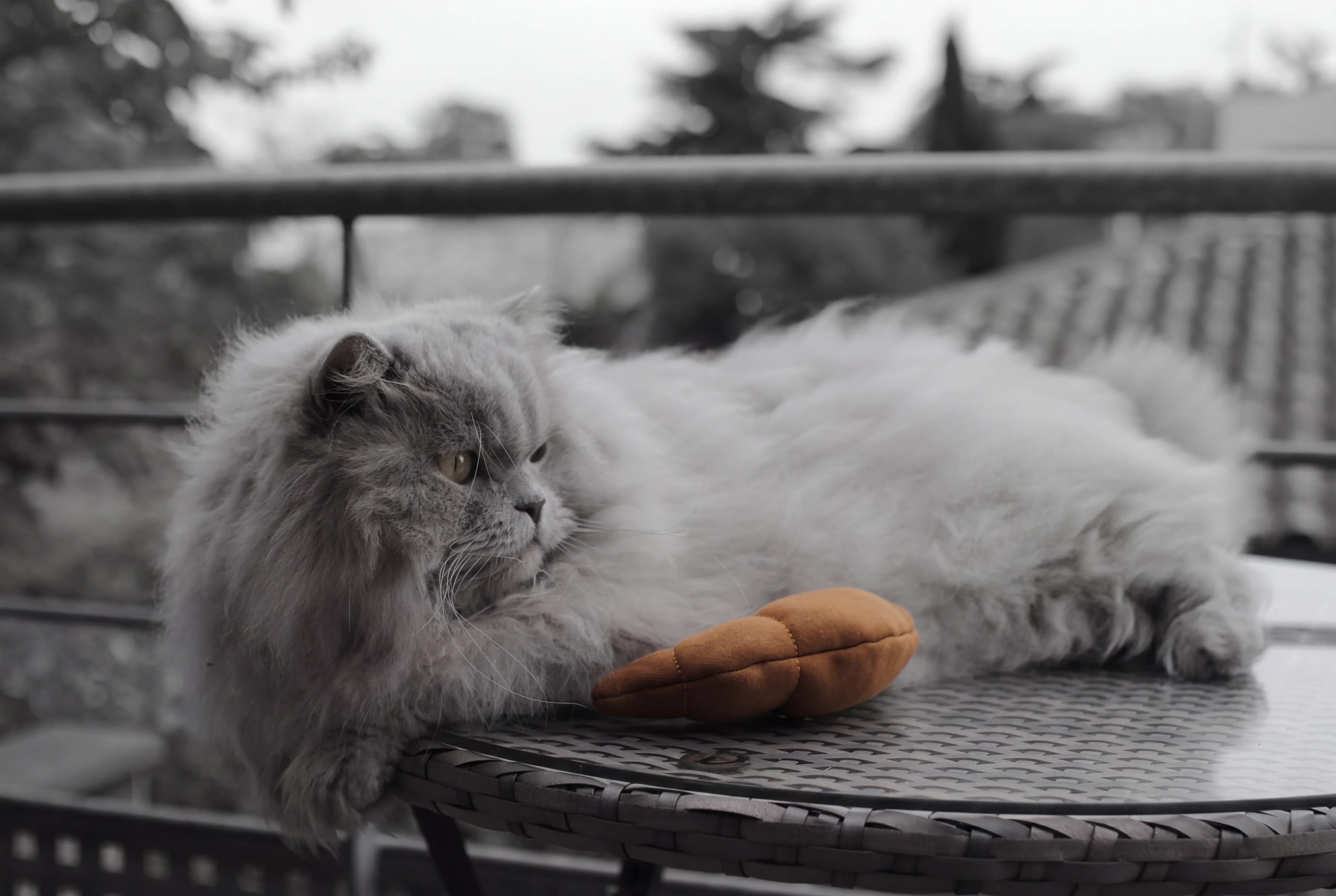 Thelonious with Le Croissant