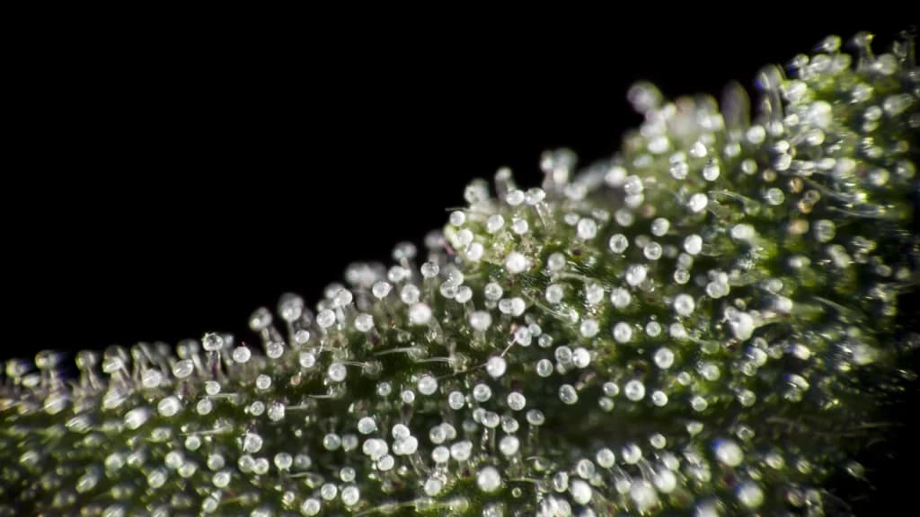 Trichomes